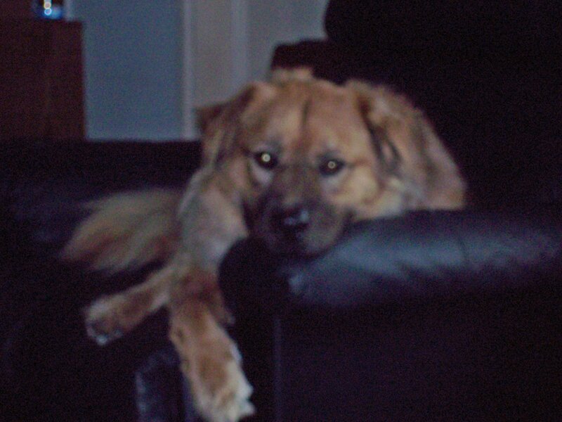 Brown Dog on Couch — Black