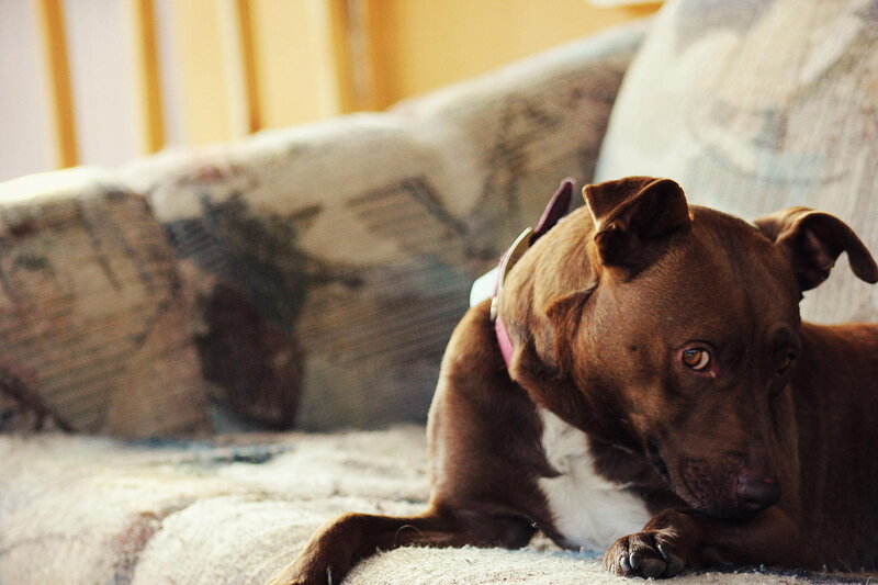 Brown Dog on Couch — Calm, Afternoon, Photograph