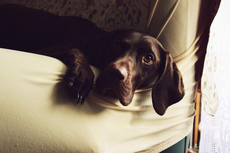 Brown Dog on Couch — Calm, Afternoon