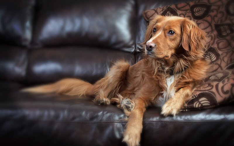 Brown Dog on Couch — Calm, Photograph, Pillow