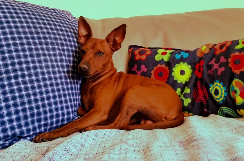 Brown Dog on Couch — Calm, Photograph, Pillows