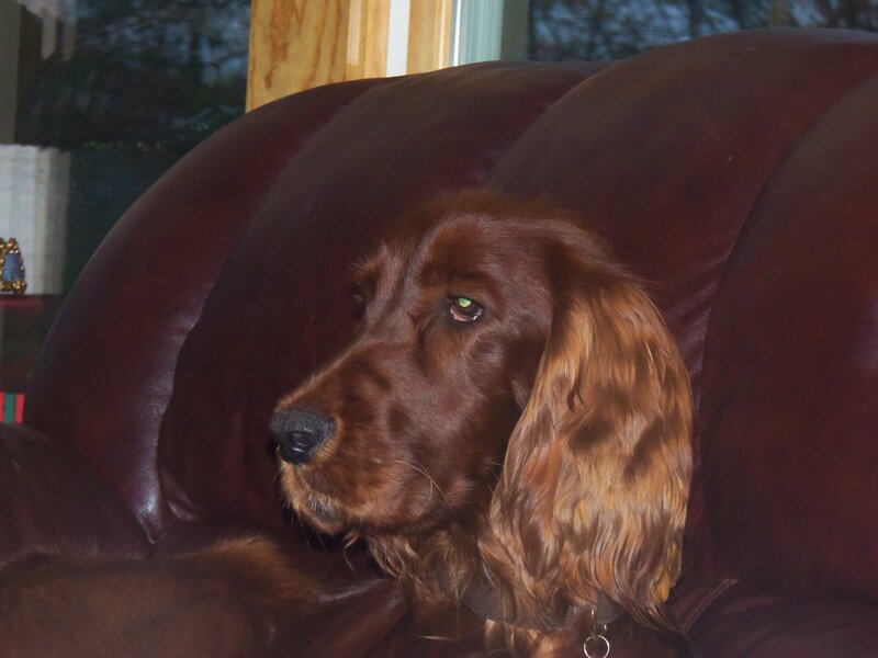 Brown Dog on Couch — Calm