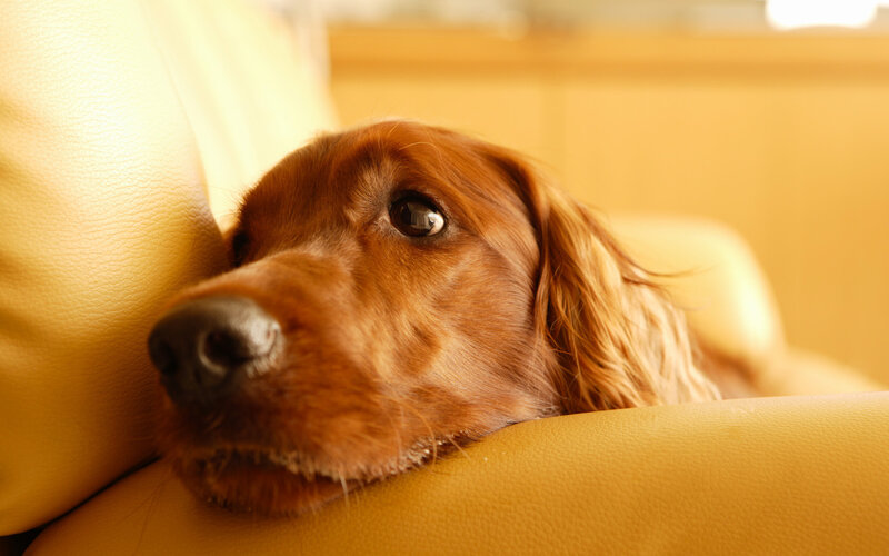 Brown Dog on Couch