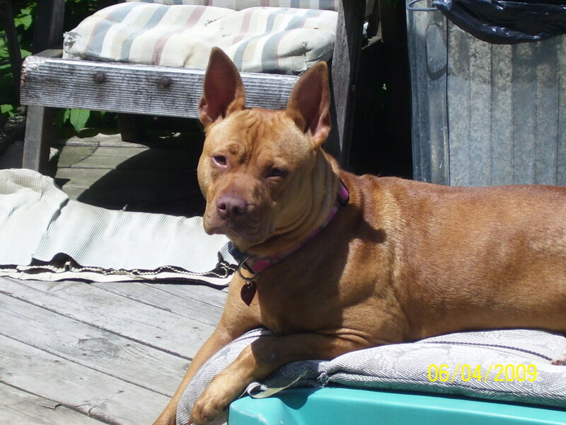brown dog on deck