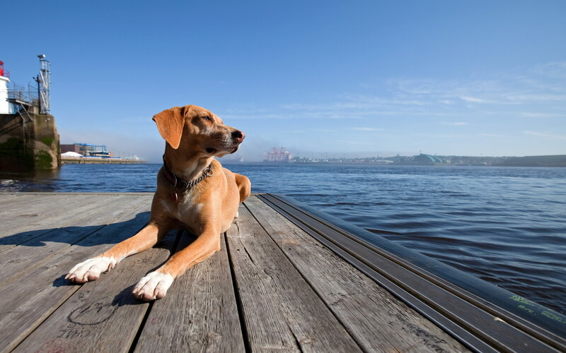 Brown Dog on Dock — Blue
