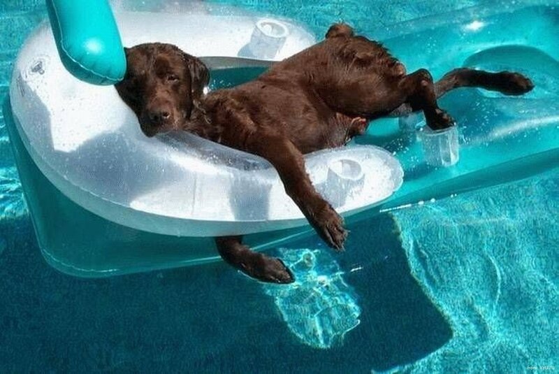Brown Dog on Float