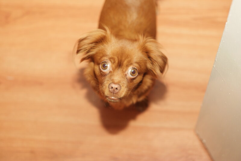 Brown Dog on Floor