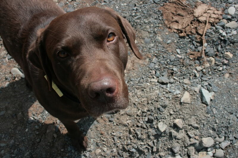 brown dog on gravel
