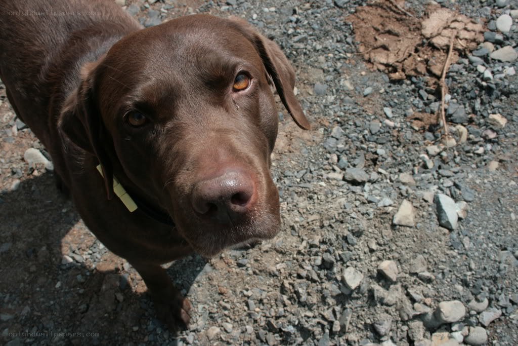 brown dog on gravel