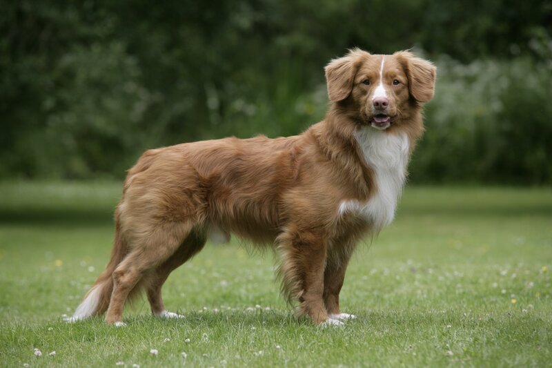 brown dog on green grass