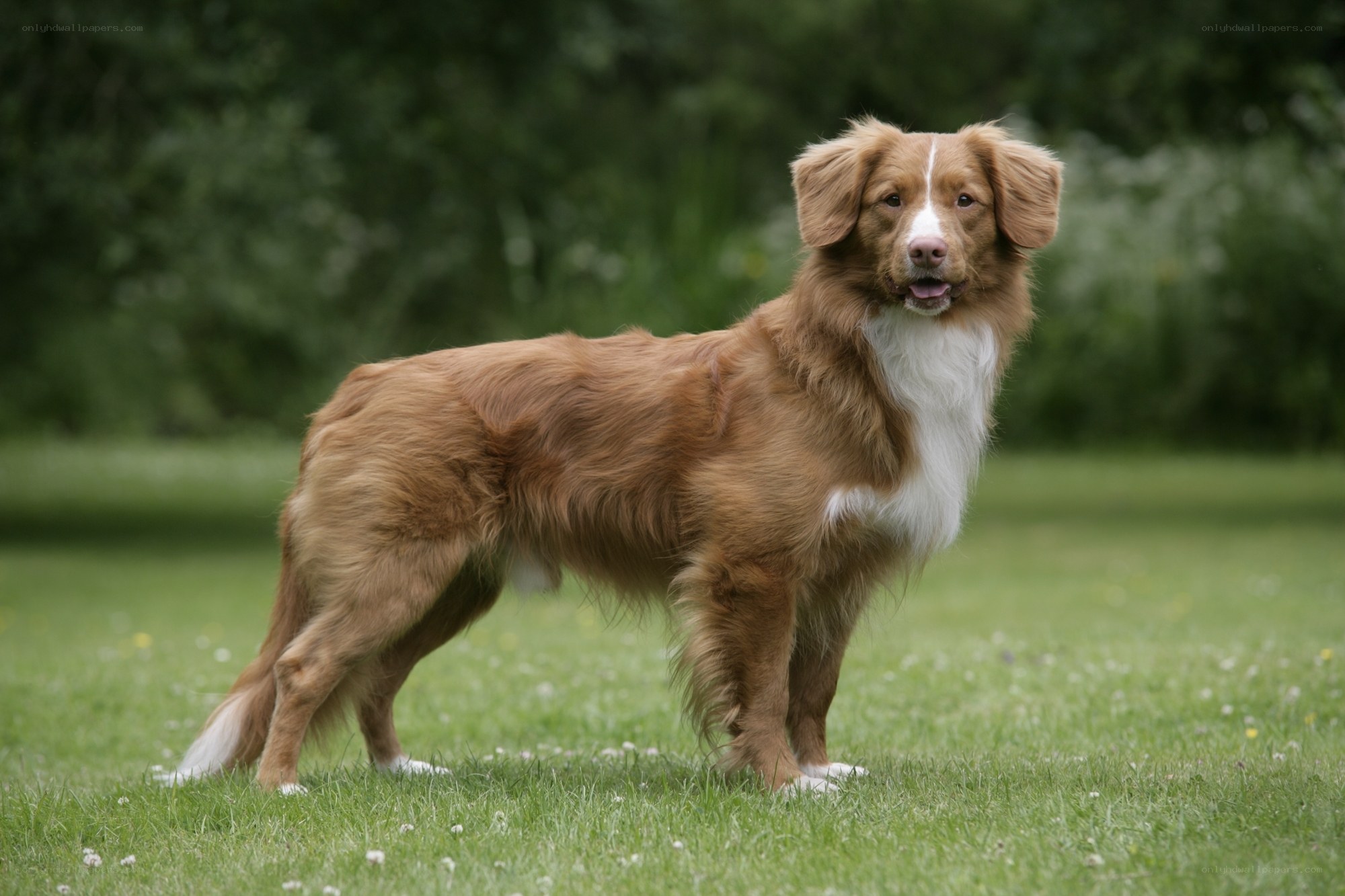brown dog on green grass