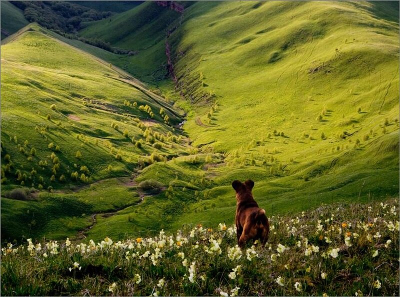 Brown Dog on Hill