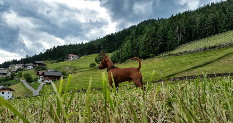 Brown Dog on Hillside
