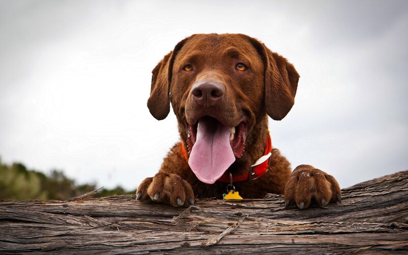 Brown Dog on Log — Calm, Photograph, Collar