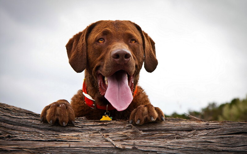 Brown Dog on Log — Calm, Photograph