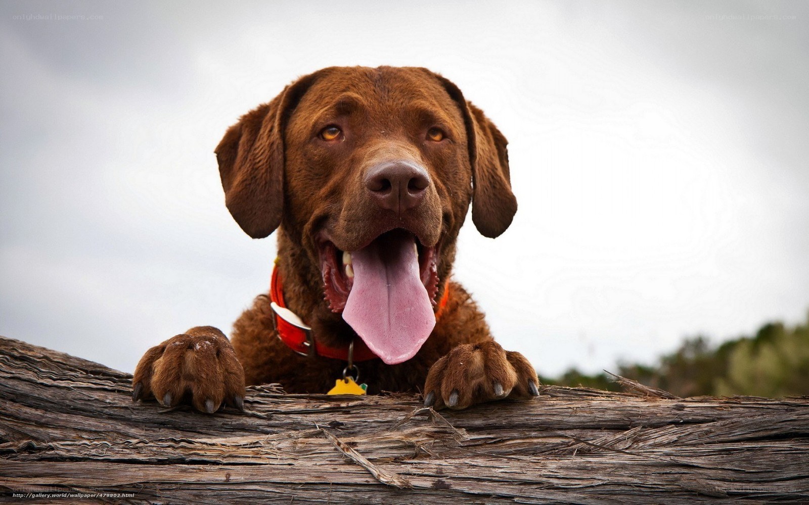 brown dog on log