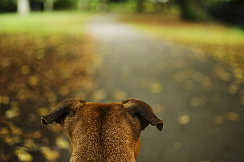 Brown Dog on Path