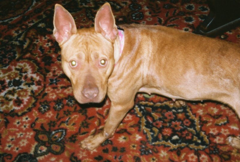 brown dog on patterned rug