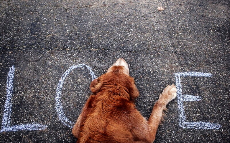 Brown Dog on Pavement — Calm