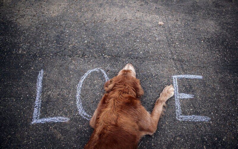 Brown Dog on Pavement