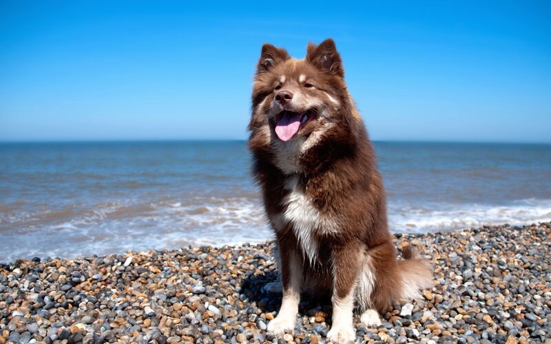 Brown Dog on Pebble Beach — Blue