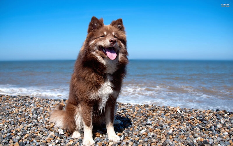 Brown Dog on Pebble Beach
