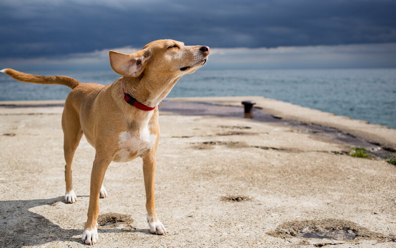 Brown Dog on Pier