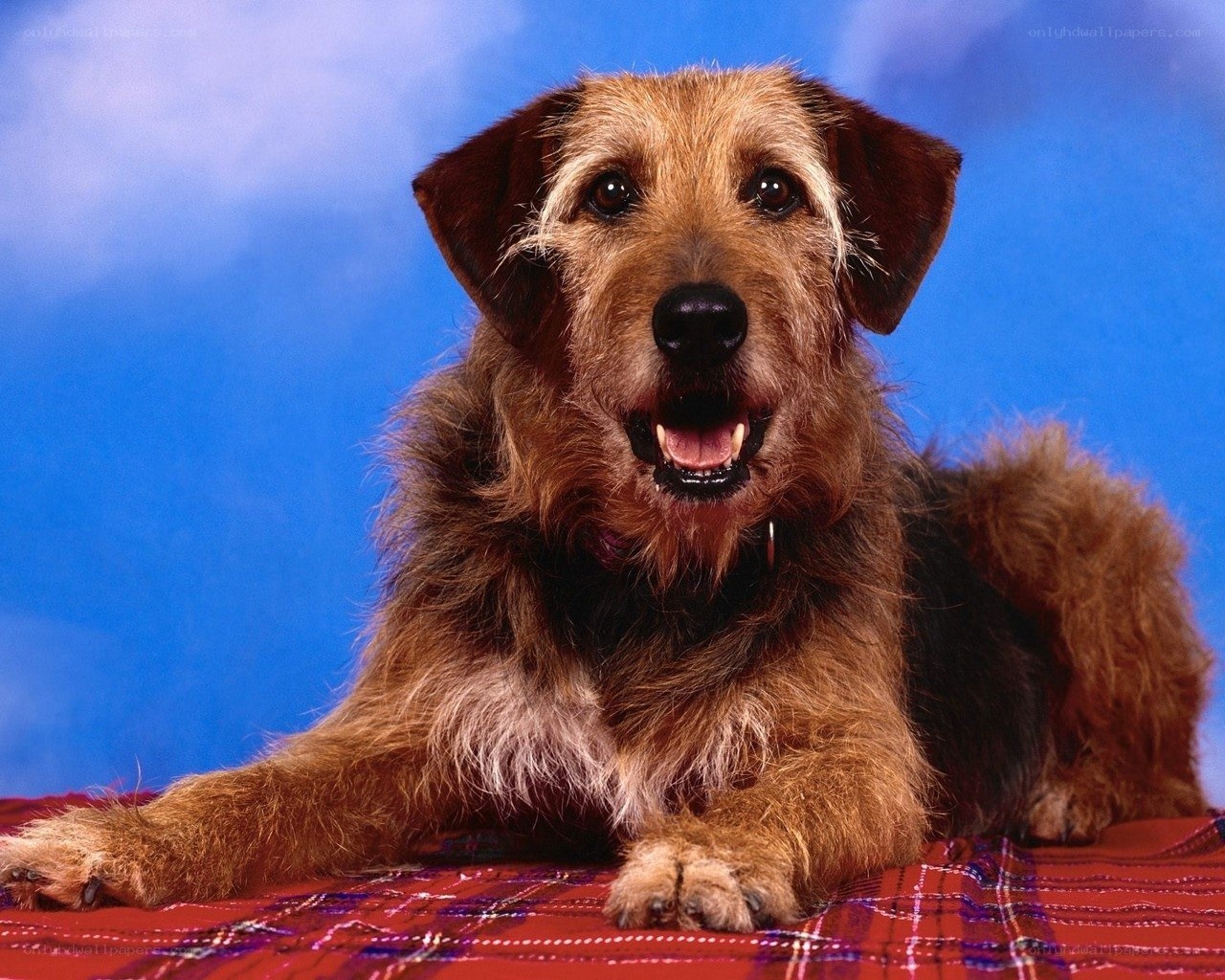 brown dog on plaid blanket