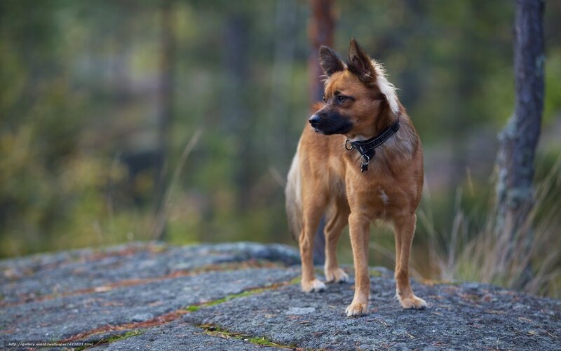 Brown Dog on Rock — Calm, Afternoon