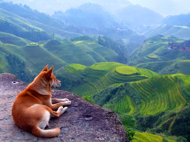 Brown Dog on Rock — Green, Serene