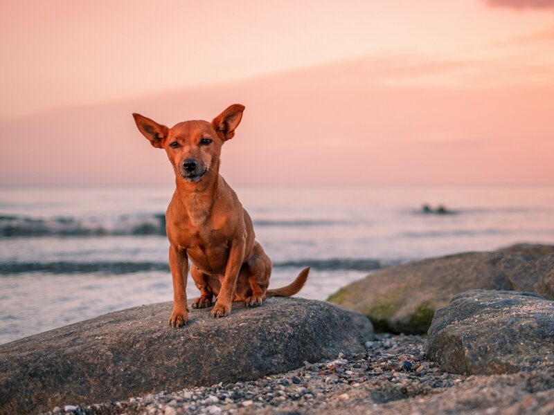 Brown Dog on Rock — Orange