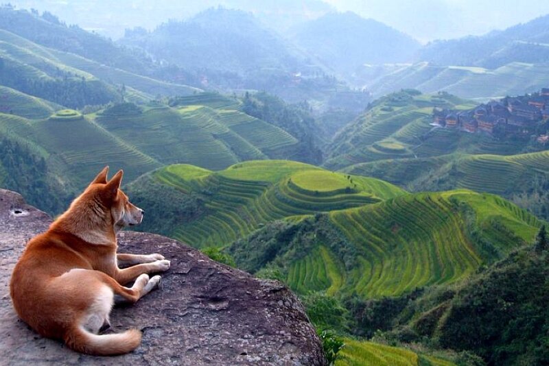 Brown Dog on Rock