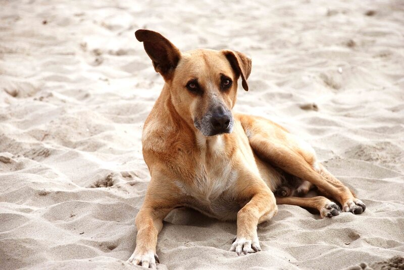 Brown Dog on Sand