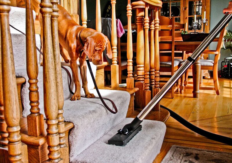 Brown Dog on Stairs