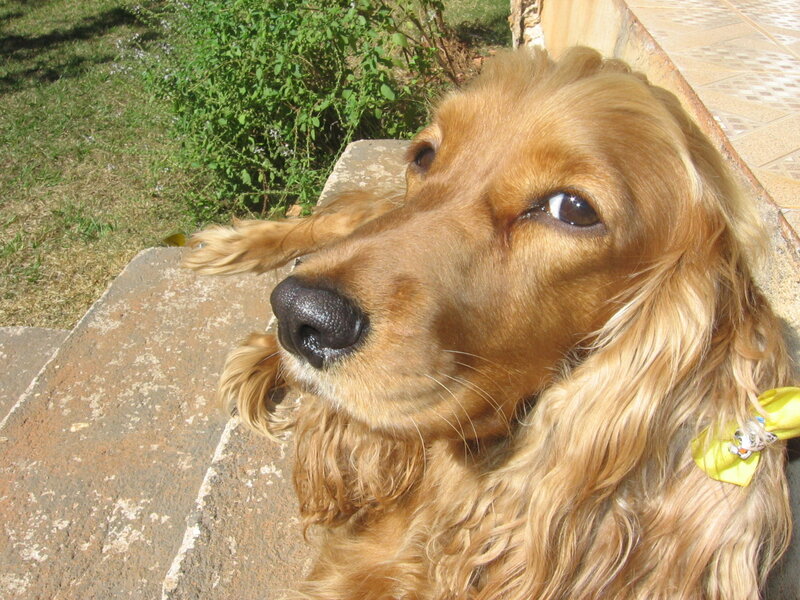 brown dog on stone steps