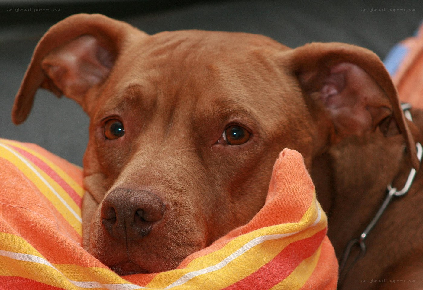 brown dog on striped blanket