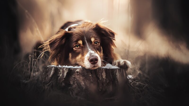 Brown Dog on Stump