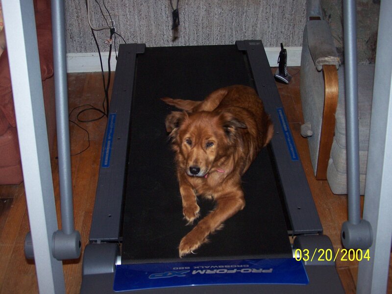 Brown Dog on Treadmill