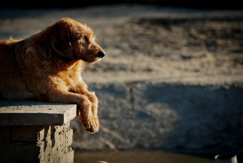 Brown Dog on Wall — Contemplative