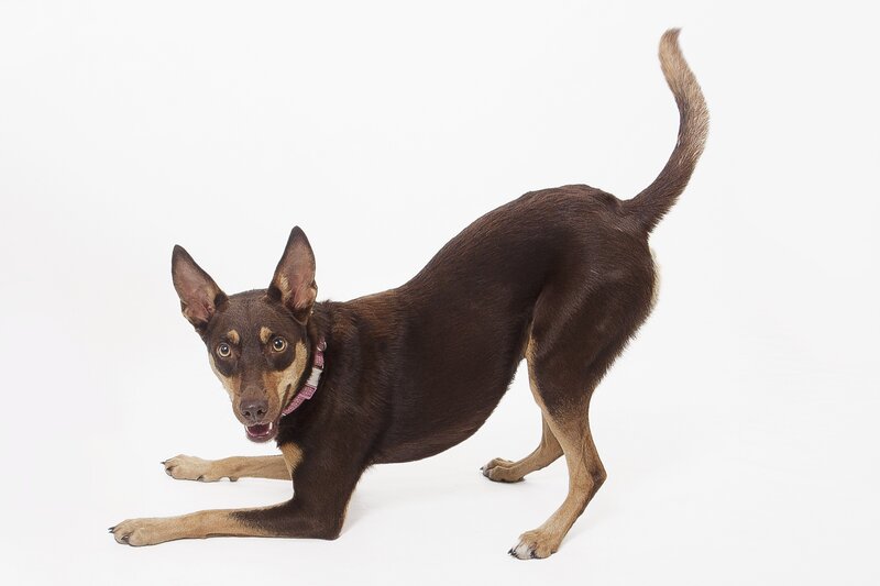 Brown Dog on White