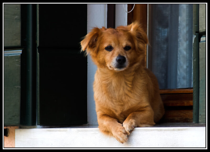 Brown Dog on Windowsill