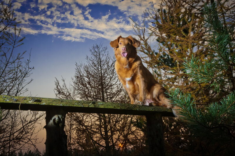 Brown Dog on Wooden Beam