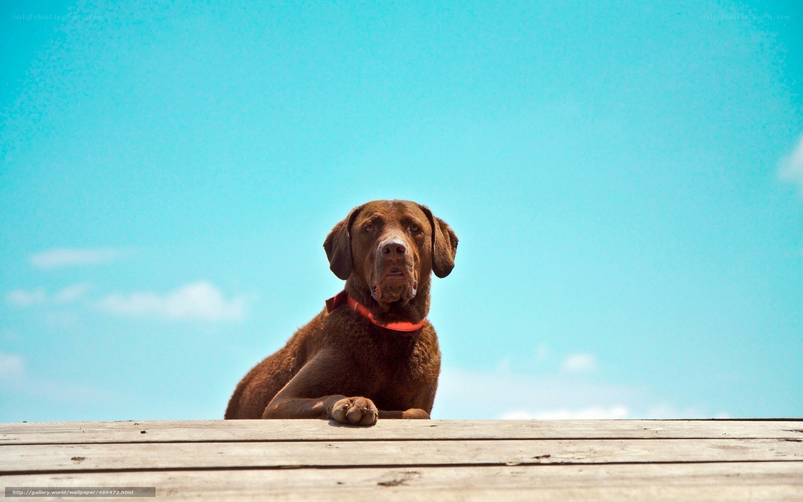 brown dog on wooden deck