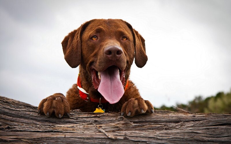 brown dog on wooden log