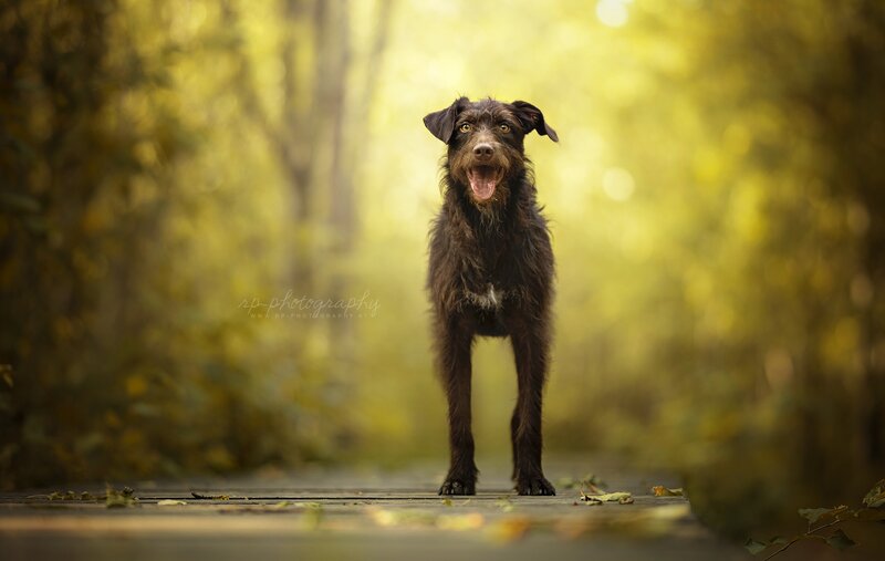 Brown Dog on Wooden Path