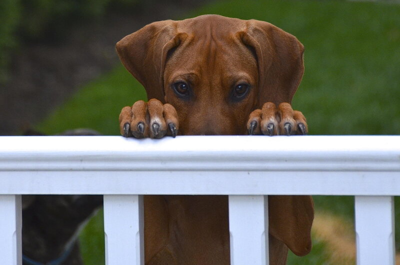 Brown Dog over Fence