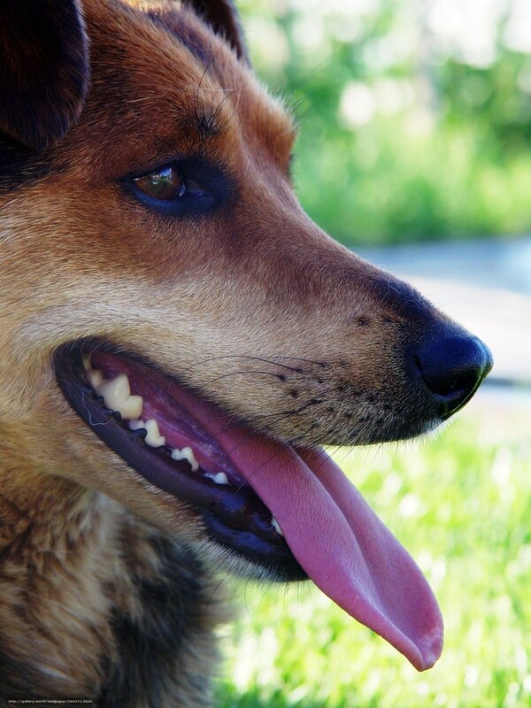 Brown Dog Panting — Calm, Afternoon