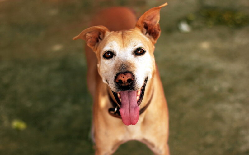 Brown Dog Panting — Calm, Photograph