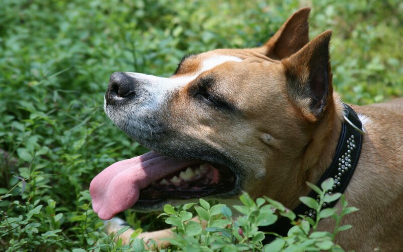 Brown Dog Panting — Calm