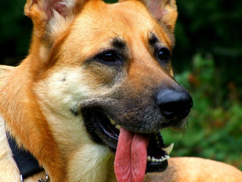 Brown Dog Panting